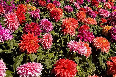 霍华德:《星空》部分灵感来自于《荒野大镖客2》沉浸式